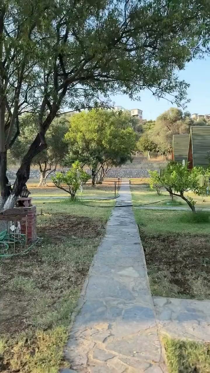 Bahçede zeytin ve genç mandalina ağaçlarının arasından geçen taş yol.